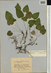 Viola ×kiliensis E. H. L. Krause, Восточная Европа, Московская область и Москва (E4a) (Россия)
