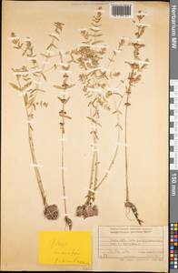 Lysimachia maritima (L.) Galasso, Banfi & Soldano, Средняя Азия и Казахстан, Памир и Памиро-Алай (M2) (Таджикистан)