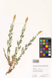 Резеда желтая L., Восточная Европа, Северо-Украинский район (E11) (Украина)