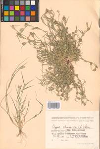 Sporobolus schoenoides (L.) P.M.Peterson, Восточная Европа, Нижневолжский район (E9) (Россия)