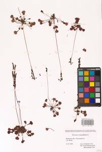 Росянка круглолистная L., Восточная Европа, Западный район (E3) (Россия)