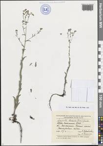 Липучка бородчатая (M.Bieb.) Menyh., Кавказ, Северная Осетия, Ингушетия и Чечня (K1c) (Россия)