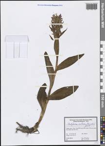 Dactylorhiza incarnata subsp. cilicica (Klinge) H.Sund., Зарубежная Азия (ASIA) (Турция)