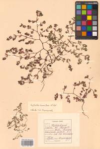 Молочай приземистый Willd., Сибирь, Дальний Восток (S6) (Россия)