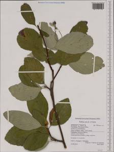 Aria edulis (Willd.) M. Roem., Западная Европа (EUR) (Германия)