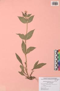 Silene dioica subsp. dioica, Восточная Европа, Центральный район (E4) (Россия)