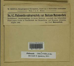 Philonotis calcarea (Bruch & Schimp.) Schimp., Гербарий мохообразных, Мхи - Западная Европа (BEu) (Чехия)