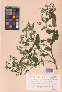 Crepidiastrum denticulatum subsp. denticulatum, Сибирь, Дальний Восток (S6) (Россия)