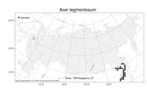 Acer tegmentosum, Клен зеленокорый Maxim., Атлас флоры России (FLORUS) (Россия)
