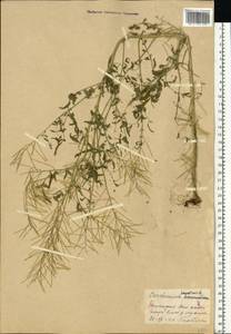 Сердечник недотрога L., Восточная Европа, Восточный район (E10) (Россия)