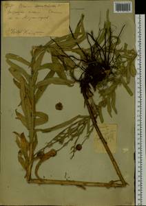 Бодяк серпуховидный (L.) Hill, Сибирь, Западный (Казахстанский) Алтай (S2a) (Казахстан)