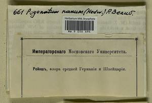 Pogonatum nanum (Hedw.) P. Beauv., Гербарий мохообразных, Мхи - Западная Европа (BEu) (Неизвестно)