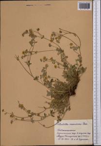 Лапчатка наклоненная Vill., Средняя Азия и Казахстан, Памир и Памиро-Алай (M2) (Таджикистан)