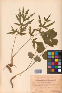 Heracleum sphondylium subsp. sibiricum (L.) Simonk., Восточная Европа, Московская область и Москва (E4a) (Россия)