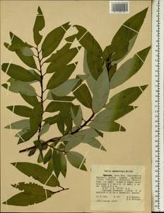 Salix mucronata subsp. subserrata (Willd.) R.H.Archer & Jordaan, Африка (AFR) (Эфиопия)