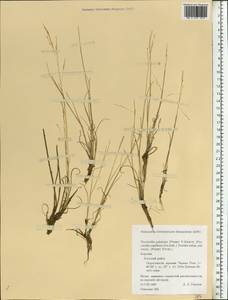 Puccinellia capillaris subsp. pulvinata (Fr.) Tzvelev, Восточная Европа, Северный район (E1) (Россия)