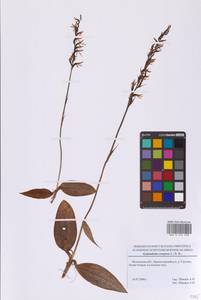 Кокушник длиннорогий (L.) R.Br., Восточная Европа, Московская область и Москва (E4a) (Россия)