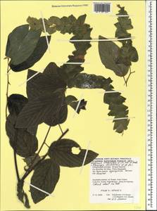 Flemingia strobilifera (L.)W.T.Aiton, Африка (AFR) (Сейшельские острова)