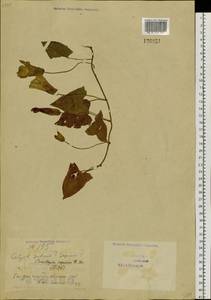 Calystegia pellita subsp. pellita, Сибирь, Прибайкалье и Забайкалье (S4) (Россия)