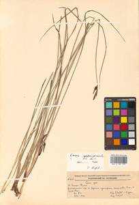 Осока придатконосная (Trautv. & C.A.Mey.) Kük., Сибирь, Дальний Восток (S6) (Россия)