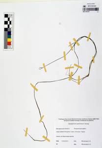 MAG 0003247, Ежеголовник злаковидный, Ежеголовник злаковый Georgi, Сибирь, Чукотка и Камчатка (S7) (Россия)