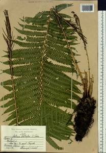 Страусник обыкновенный (L.) Tod., Восточная Европа, Центральный район (E4) (Россия)