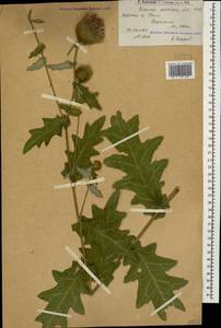 Lophiolepis ossetica subsp. ossetica, Кавказ, Армения (K5) (Армения)