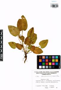 Viola alexandrowiana (W. Becker) Juz., Сибирь, Прибайкалье и Забайкалье (S4) (Россия)