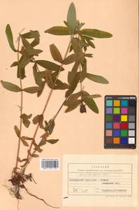 Зверобой Геблера (Ledeb.) N.Robson, Сибирь, Дальний Восток (S6) (Россия)