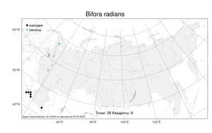 Bifora radians, Бифора лучистая M. Bieb., Атлас флоры России (FLORUS) (Россия)