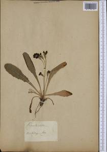 Первоцвет высокий (L.) L., Ботанические сады и дендрарии (GARD) (Россия)