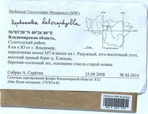 Lophocolea heterophylla (Schrad.) Dumort., Гербарий мохообразных, Мхи - Центральное Нечерноземье (B6) (Россия)