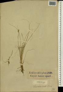 Tribolium hispidum (Thunb.) Desv., Африка (AFR) (ЮАР)
