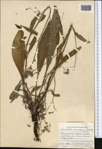 Lindelofia anchusoides subsp. anchusoides, Средняя Азия и Казахстан, Памир и Памиро-Алай (M2) (Киргизия)