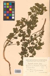 Молочай острый, Сибирь, Дальний Восток (S6) (Россия)