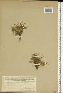 Мшанка моховидная (L.) Karst., Восточная Европа, Северный район (E1) (Россия)