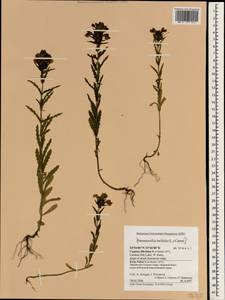 Scrophulariaceae, Зарубежная Азия (ASIA) (Кипр)