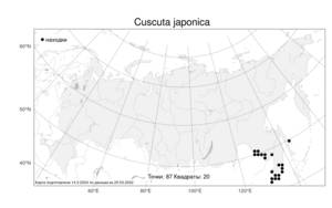 Cuscuta japonica, Повилика японская Choisy, Атлас флоры России (FLORUS) (Россия)