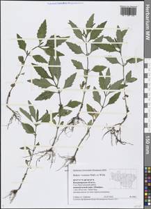 Череда сростнолопастная Muhl. ex Willd., Восточная Европа, Центральный район (E4) (Россия)