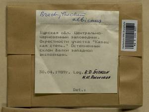 Brachythecium albicans (Hedw.) Schimp., Гербарий мохообразных, Мхи - Центральное Черноземье (B10) (Россия)