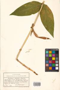 Silene cognata (Maxim.) H. Ohashi & H. Nakai, Сибирь, Дальний Восток (S6) (Россия)