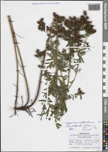 Зверобой продырявленный L., Восточная Европа, Средневолжский район (E8) (Россия)