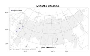 Myosotis lithuanica, Незабудка литовская (Schmalh.) Besser ex Dobrocz., Атлас флоры России (FLORUS) (Россия)