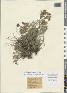 Астрагал горный C.A.Mey., Кавказ, Ставропольский край, Карачаево-Черкесия, Кабардино-Балкария (K1b) (Россия)