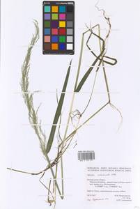 Agrostis gigantea subsp. gigantea, Восточная Европа, Центральный лесостепной район (E6) (Россия)