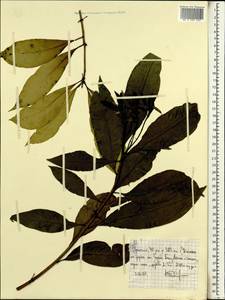 Magnoliopsida, Африка (AFR) (Эфиопия)