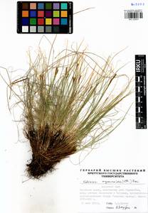 Carex myosuroides Vill., Сибирь, Прибайкалье и Забайкалье (S4) (Россия)