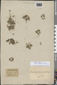 Крупка альпийская L., Восточная Европа, Северный район (E1) (Россия)