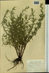 Полынь сизая Pall. ex Willd., Сибирь, Алтай и Саяны (S2) (Россия)