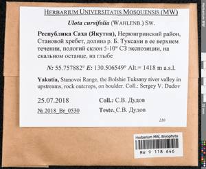 Ulota curvifolia (Wahlenb.) Sw., Гербарий мохообразных, Мхи - Якутия (B19) (Россия)